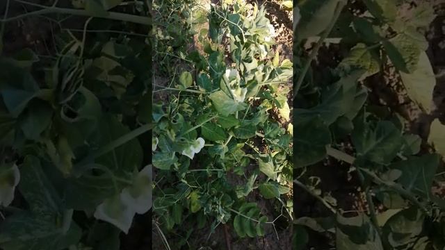 Зелёный горошек цветёт в Подмосковье 20 июня 2021 г. #shorts смотреть онлайн