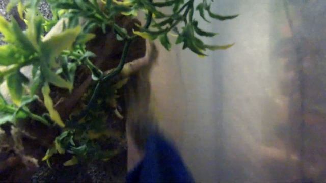 Агрессивный геккон, нападение на тряпку смотреть онлайн