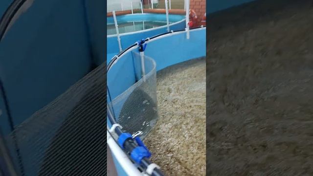 Установка на 50 м2 спустя три месяца работы. УЗВ . Выращивание осетра в гараже.