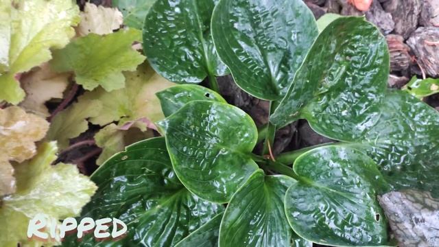 Хоста Ripped.... не оставит равнодушным любителей плотного и жабистого листа...моя новинка смотреть онлайн