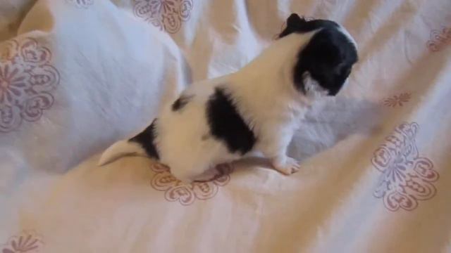 Чихуахуа длинношерстная кукольный мальчик смотреть онлайн