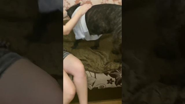 Проба 2. Кане корсо полюбила свою футболку ? смотреть онлайн