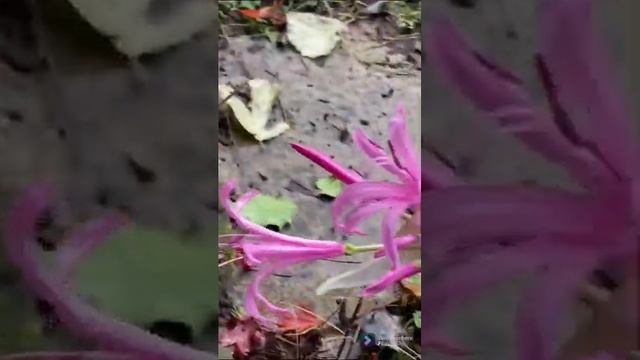 Guernsey Lily (Nerine bowdenii)UK November flower