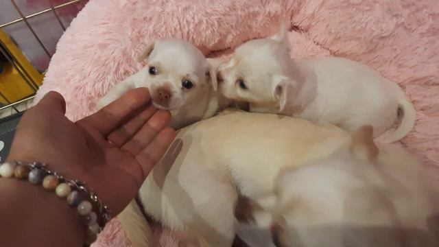 милые щенки чихуахуа Кастропуло Крым Симферополь купить продам щенков Мини собачки Ми-ми-ми смотреть онлайн