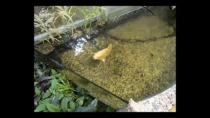 Пруд в доме или квартире