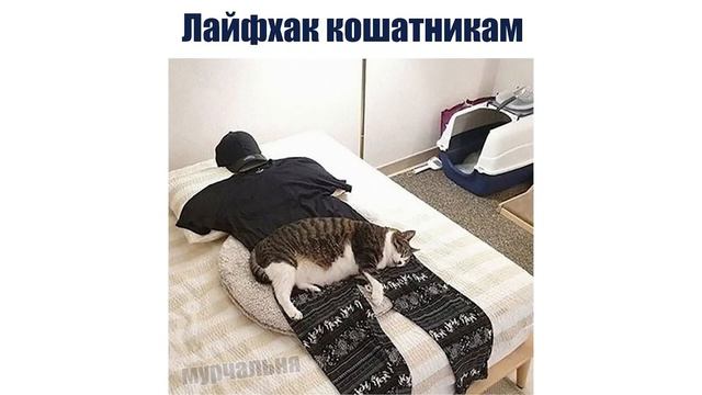 КОТ КУЛИНАР ))) | Приколы с котами | Мемозг 1372 смотреть онлайн