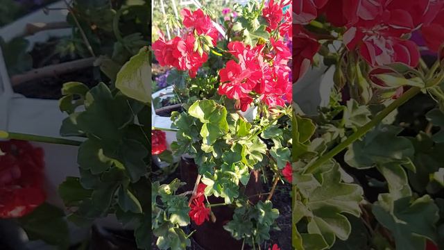 Плющелистная пеларгония 🌺 , не прихотлива и красива🌺 смотреть онлайн
