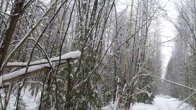 31.10.23г Послушали гон русской гончей смотреть онлайн