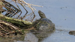Ондатра, утки, черепаха, лысуха, дятел, синица - жизнь пруда
