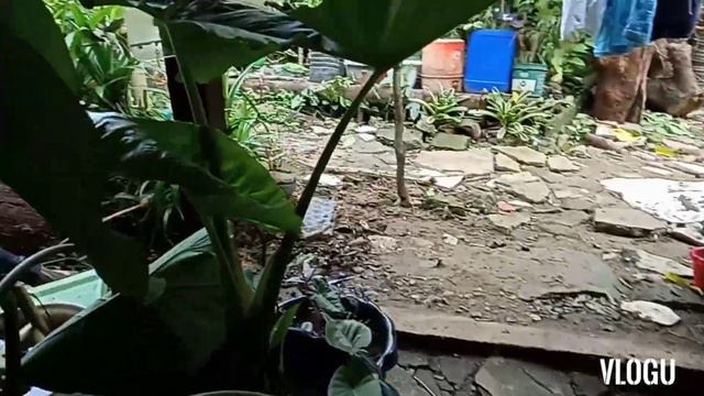 How to propagate alocasia negra and Giant elephant ear, Health care tips.