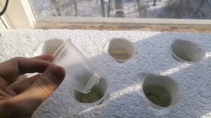 Выращивание на подоконнике: Новая грядка (DWC)