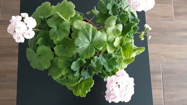 Ju Menuet смотреть онлайн