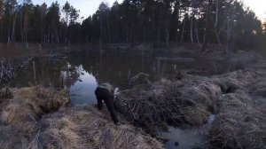 Охота на зайца и на бобра с ружьем, с подхода весной, как охотится на бобра ? Бобровая запруда!