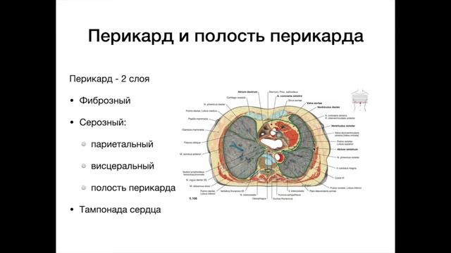 Оболочки сердца - анатомия сердечно-сосудистой системы (ССС)