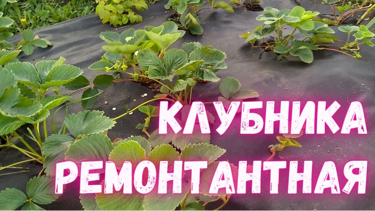 Клубника ремонтантная. Преимущества ремонтантных сортов
