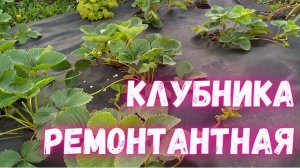 Клубника ремонтантная. Преимущества ремонтантных сортов