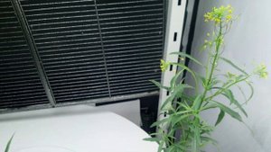 Удивительно красивый сафлор в домашних условиях. 45й день эксперимента.