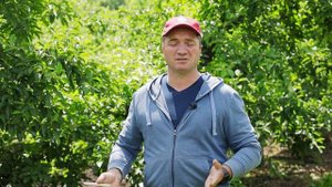 Защита яблони от вредителей