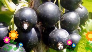 Смородина черная Память Вавилова. Краткий обзор, описание характеристик, где купить саженцы