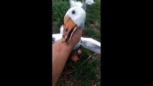 Кусаются гуси. Гуси атакуют. Я чуть не умер.