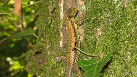 умный ребенок представляет