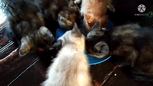 Не знаю ЗАЧЕМ всё ЭТО 🤷 смотреть онлайн