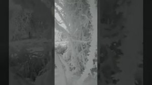 Новогодняя песенка ГЛАЗКИ ЗАКРЫВАЙ БАСОВОЙ! По тропинкам по дорожкам в гости к нам пришла зима!