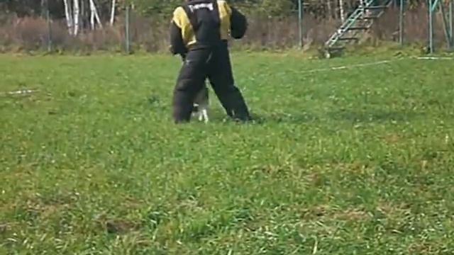 Восточноевропейская овчарка МВ ТристанБР