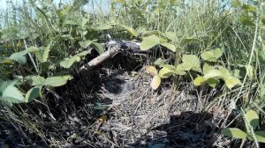 Овсянка садовая №150604 2 у башни 150621 SJ 3