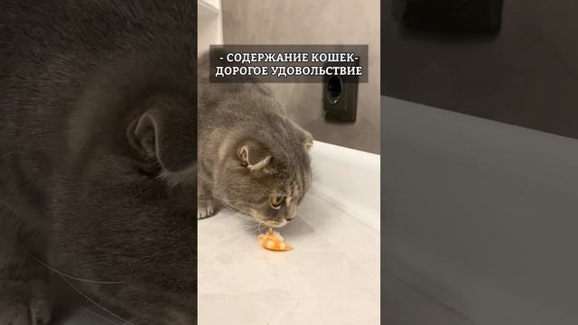 Почему не стоит заводить кошку? смотреть онлайн