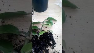 Корни и клубни у замиокулькаса