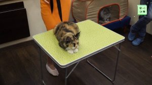 Особенности содержания Мейн куна