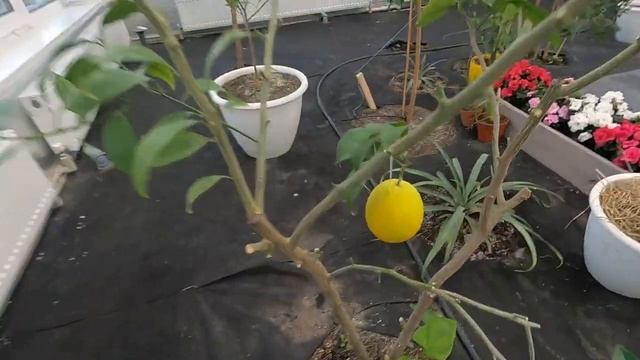 Уникальная оранжерея. В гостях у Сергея