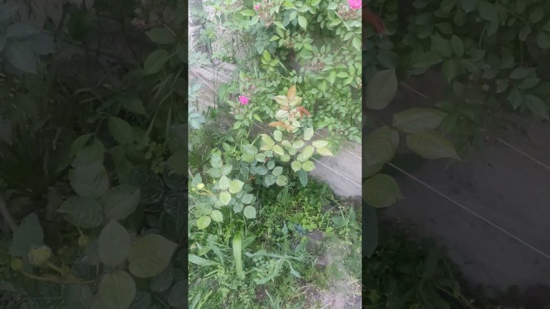 роза Варбург привитая на шиповник