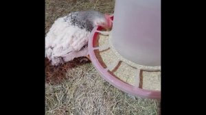 Мой самодельный комбикорм ПК 5 показал отличные результаты