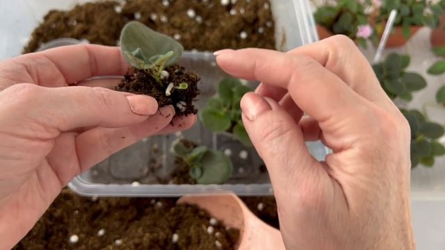 Минифиалки. Выращивание