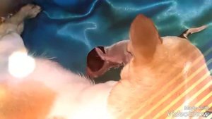 Роды чихуахуа