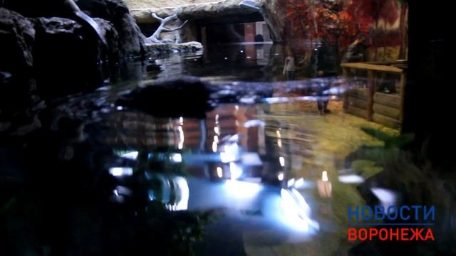 Бобровый городок и эко-тропа в Воронежском природном заповеднике смотреть онлайн