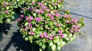 Best Perennials - Lamium 'Purple Dragon' (Dead Nettle)