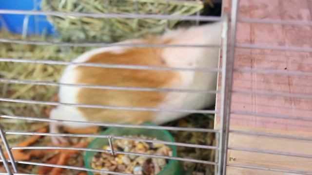 Милые морские свинки. Кабачок и Морковка. смотреть онлайн