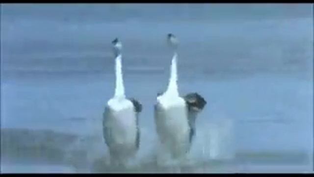 Прикол с лебедями. смотреть онлайн