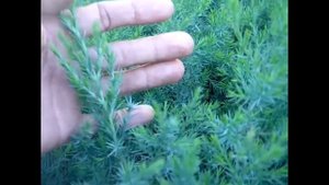 Можжевельник виргинский глаука для создания живой изгороди