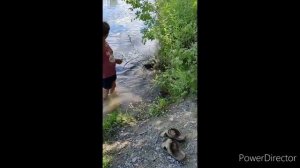 Собака- выдра.Из воды не вытащить. #shorts