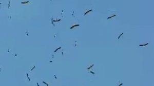 Перелетные птицы над крепостью Монфорт - migratory birds above Monfort fortress