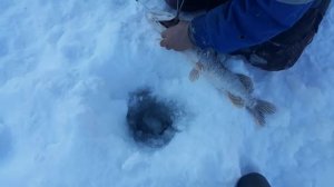 Рыбалка река ишим тюменской обл.