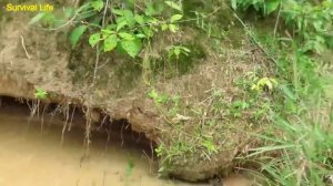 Едят яйца крокодила