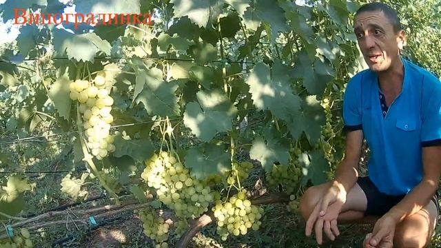 Виноград Супер экстра 2019г