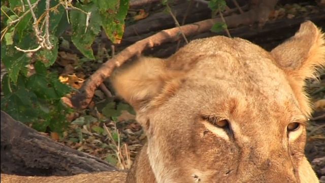 Какой длины львиный коготь и едят ли львы людей? Интересные факты об удивительных львах! смотреть онлайн