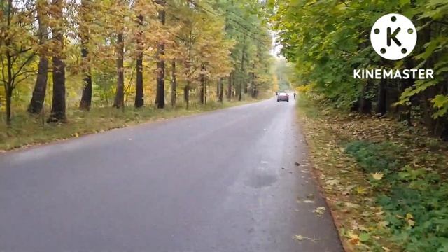 Syccyba gepard? Осенняя поездка по лесу ??