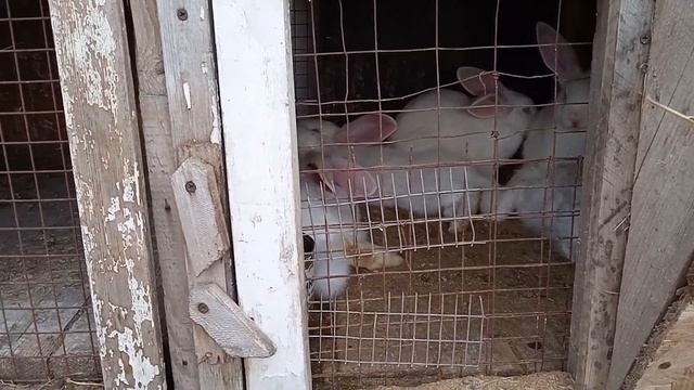 как избавится от комаров в клетках и не только... смотреть онлайн